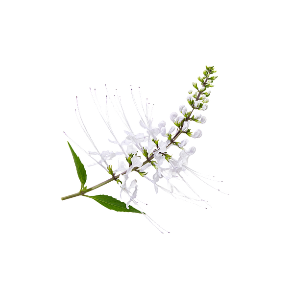 Stillingia Root